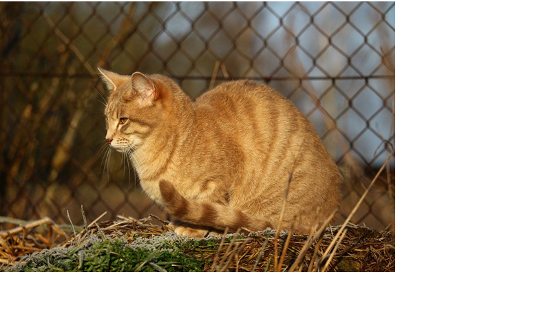 Some Uses and advantages of installing a cat Fence 1 Untitled
