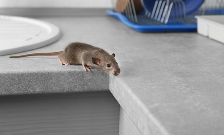 4 Steps To Get Rid Of Mice 1 how to get rid of mice step 1