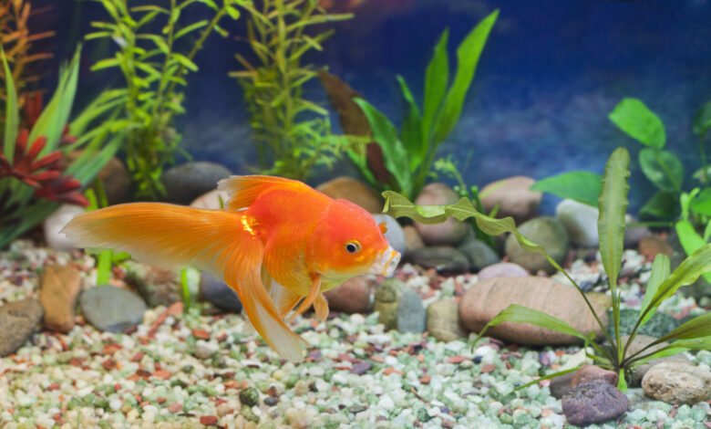 A Fish Lover's Guide To 4 Different Types Of Algae Found In Fresh Water Aquariums 1 load image 2 1