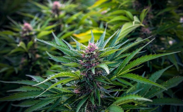 CBD