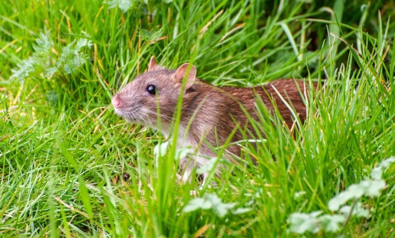 The Mouse Problem: Dealing with Mice Infestation 1 Mouse