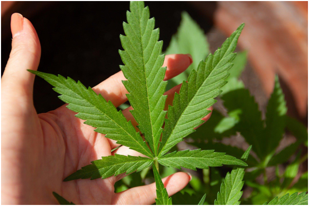 5 Health Benefits of CBD For Seizures 5 image 20