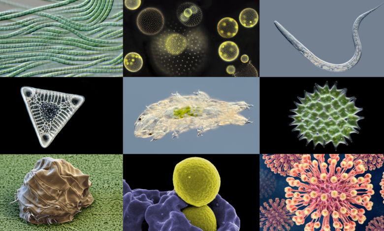 microbe