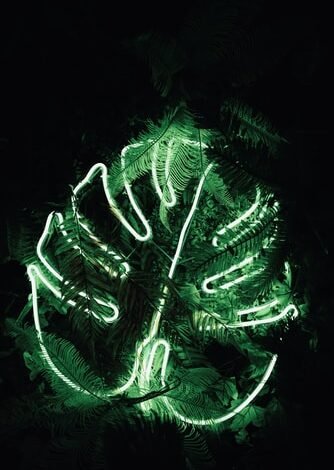 leaves