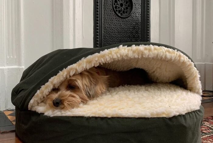Orthopedic VS Memory Foam Dog Bed - Which Is Best For Your Pups? 1 dog bed