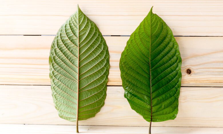 Understanding the Different Types of Kratom 1 load image 7 1