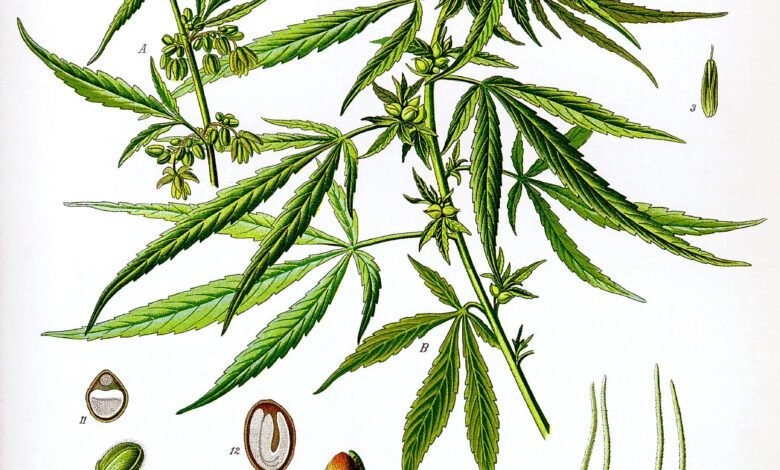 Favorite Cannabis Strains Across The US 1 Cannabis